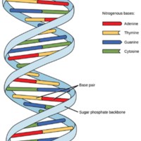 DNA