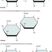 Disaccharides