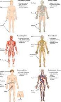 Human Anatomy and Physiology Preparatory Course