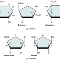 Monosaccharides