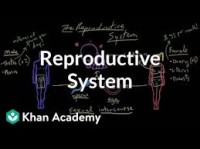 Reproductive system physiology