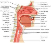 The Nose and its Adjacent Structures