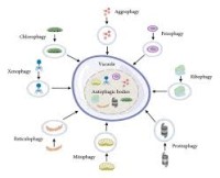 Image of Autophagy in plants and algae