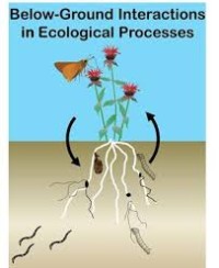 Image of Below-Ground Interactions in Ecological Processes