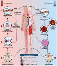 Heart Disease and Climate Change