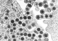 Ranaviruses