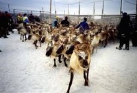 Reindeer Husbandry