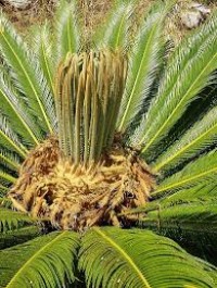 Sago Palm