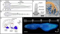 Sensory Hair Cell Death and Regeneration